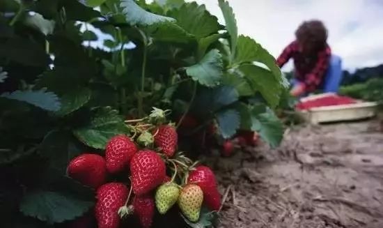 最便宜的草莓采摘方法,草莓采摘攻略怎样摘下来