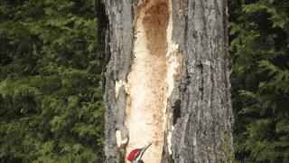 啄木鸟要啄树它是益鸟还是害鸟,啄木鸟不啄虫子把树啄得千疮百孔