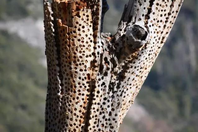 啄木鸟要啄树它是益鸟还是害鸟,啄木鸟不啄虫子把树啄得千疮百孔