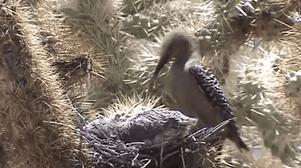 啄木鸟要啄树它是益鸟还是害鸟,啄木鸟不啄虫子把树啄得千疮百孔