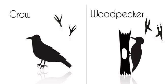 啄木鸟要啄树它是益鸟还是害鸟,啄木鸟不啄虫子把树啄得千疮百孔