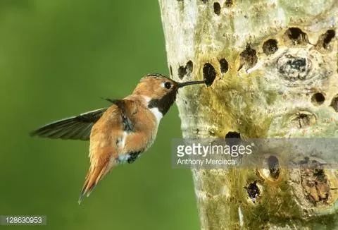 啄木鸟要啄树它是益鸟还是害鸟,啄木鸟不啄虫子把树啄得千疮百孔
