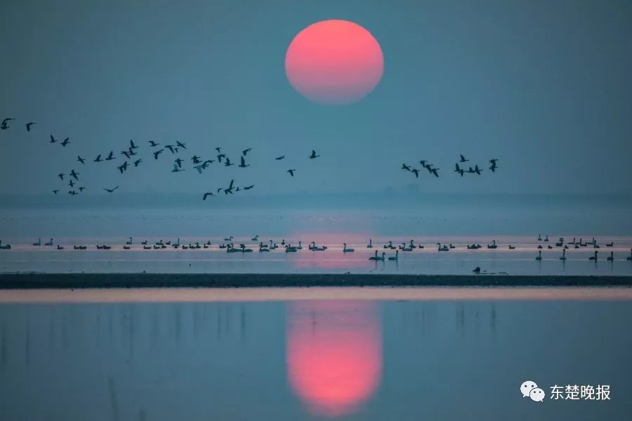 365天，行走3.2万千米，拍摄13万张照片！黄石人到底有多“野”？