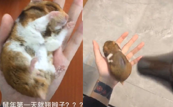 小仓鼠养了两个月突然死了,仓鼠冻僵用吹风机要多久才能吹活