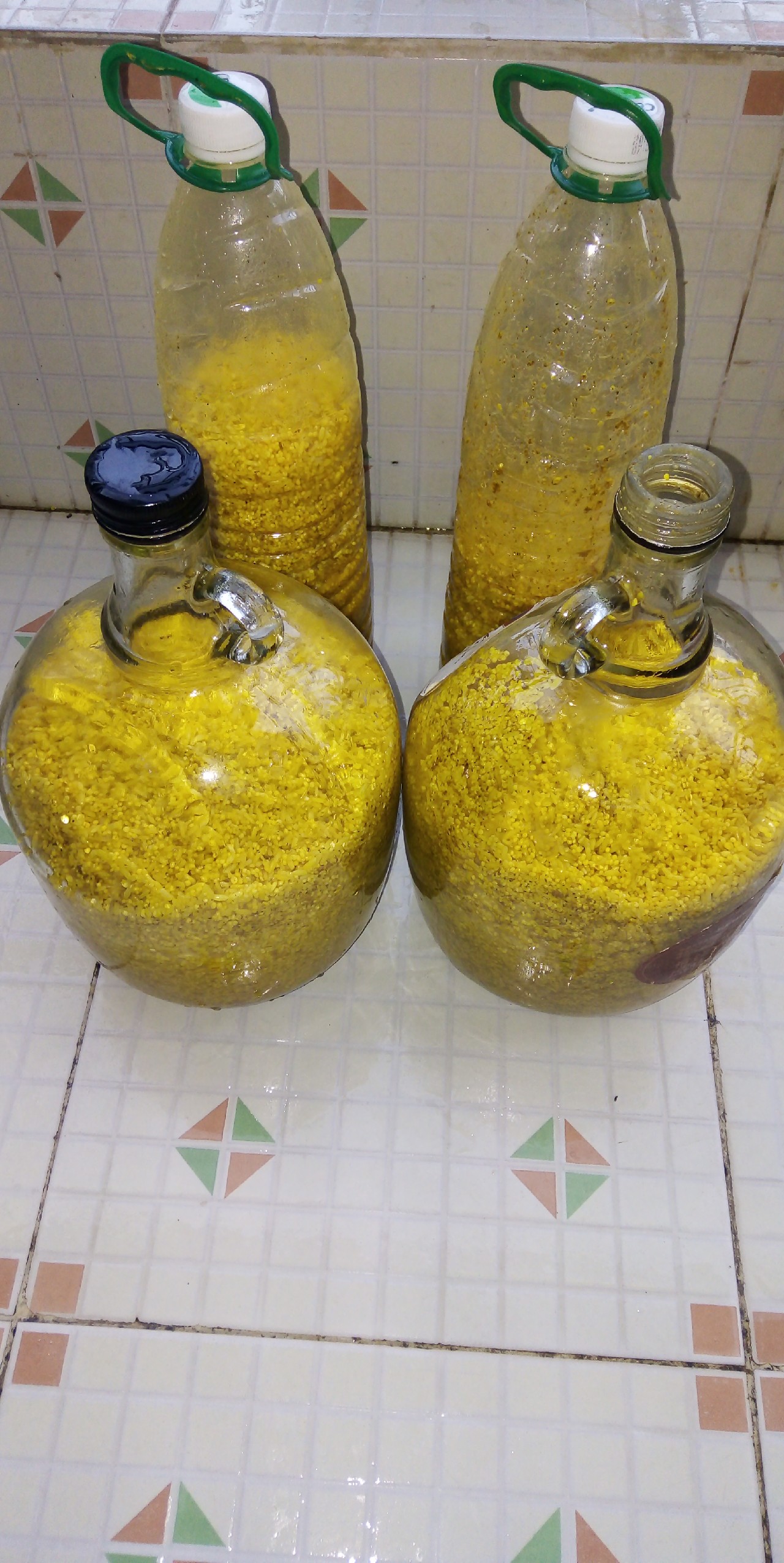 酒米鲫鱼窝料的自制配方视频,鲫鱼酒米窝料自制配方