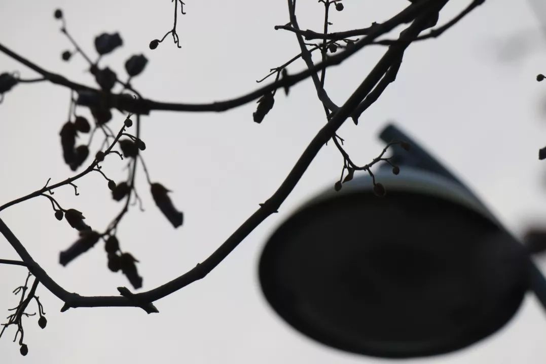 这还是我认识的相机吗,这还是我认识的二哈吗