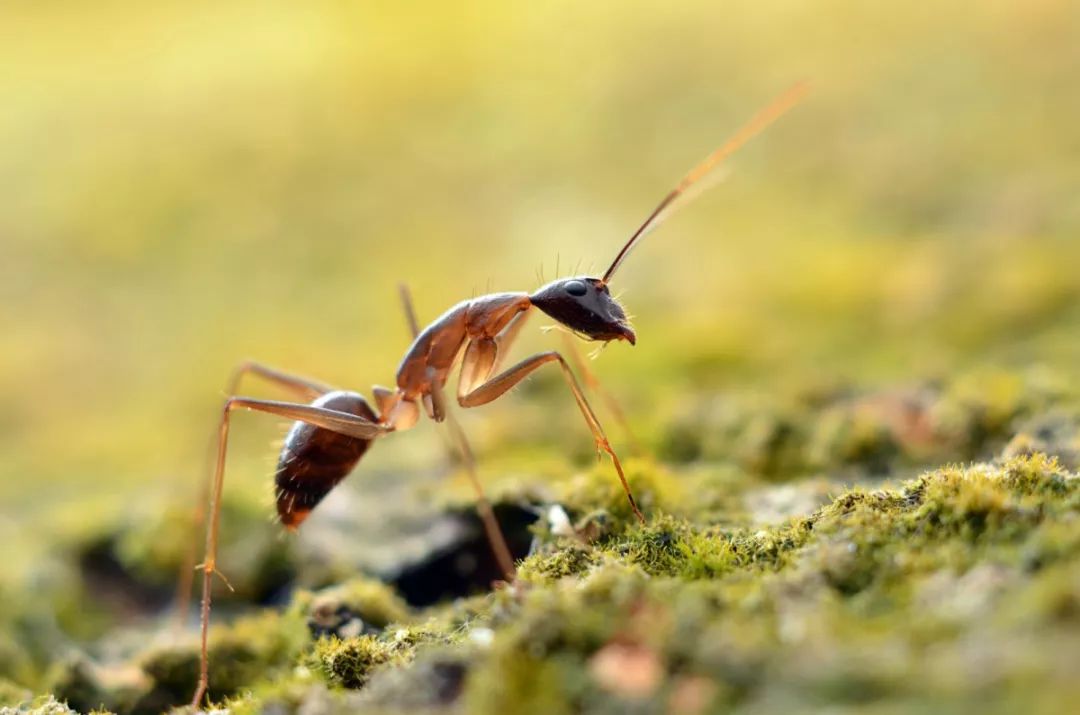 会看红绿灯的导航,会看标志标线会看路况