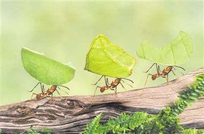 会看红绿灯的导航,会看标志标线会看路况