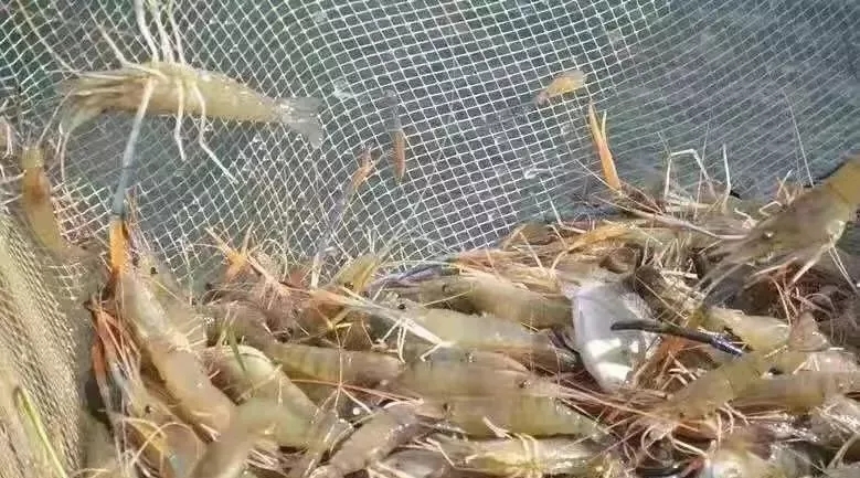 鱼塘晒塘用漂粉精消毒的注意事项,漂白粉鱼塘消毒正确使用方法