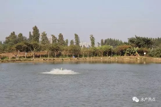 鱼塘晒塘用漂粉精消毒的注意事项,漂白粉鱼塘消毒正确使用方法