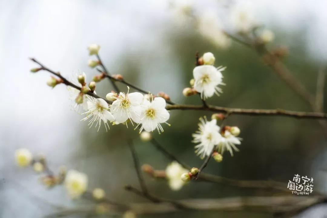 南宁一日游好景点有哪些,南宁一日游最值得去的地方