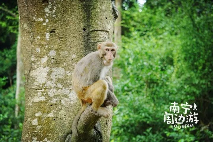 南宁一日游好景点有哪些,南宁一日游最值得去的地方