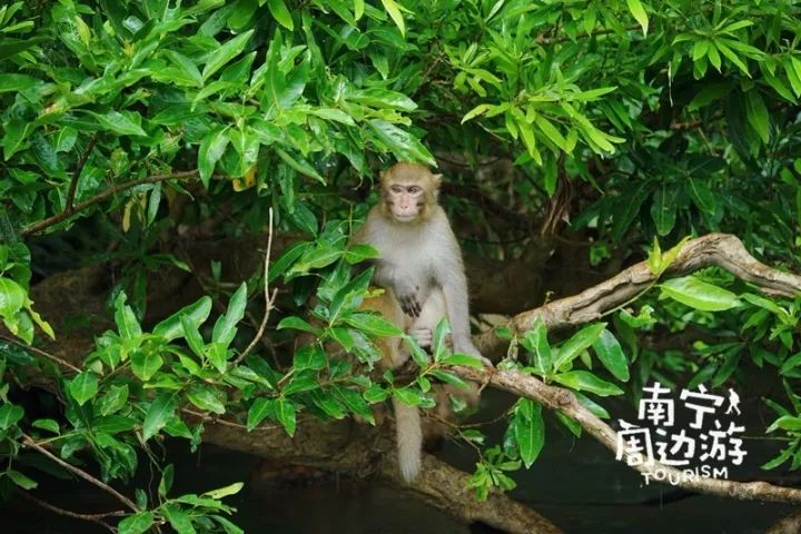 南宁一日游好景点有哪些,南宁一日游最值得去的地方