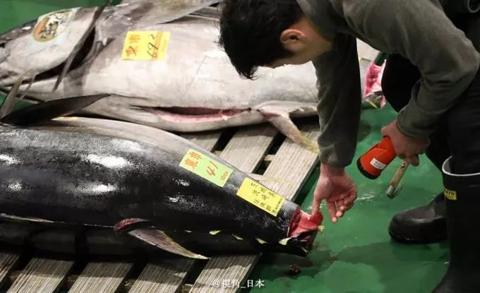 戈恩逃跑路线查明坐新干线到大阪出逃半年的水豚被捉一条金枪鱼1.9亿