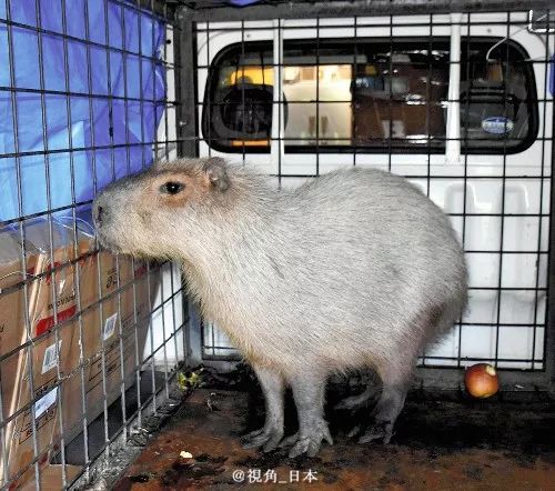 戈恩逃跑路线查明坐新干线到大阪出逃半年的水豚被捉一条金枪鱼1.9亿