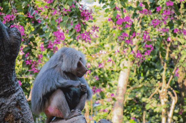 河南最大的动物园在哪里,河南野生动物园规划
