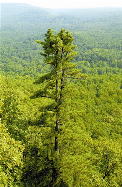 东北红松视频,红松子东北松子
