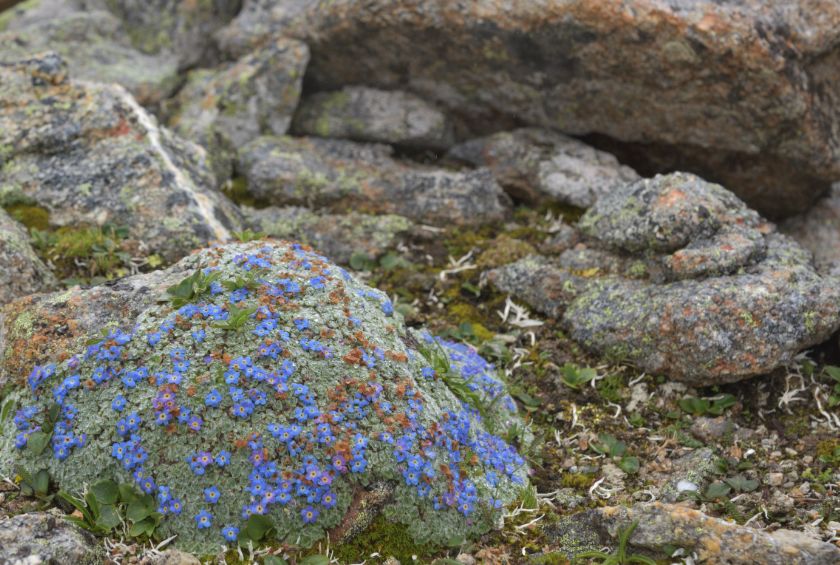 植物过冬用保温棉,冬季房屋防寒小妙招