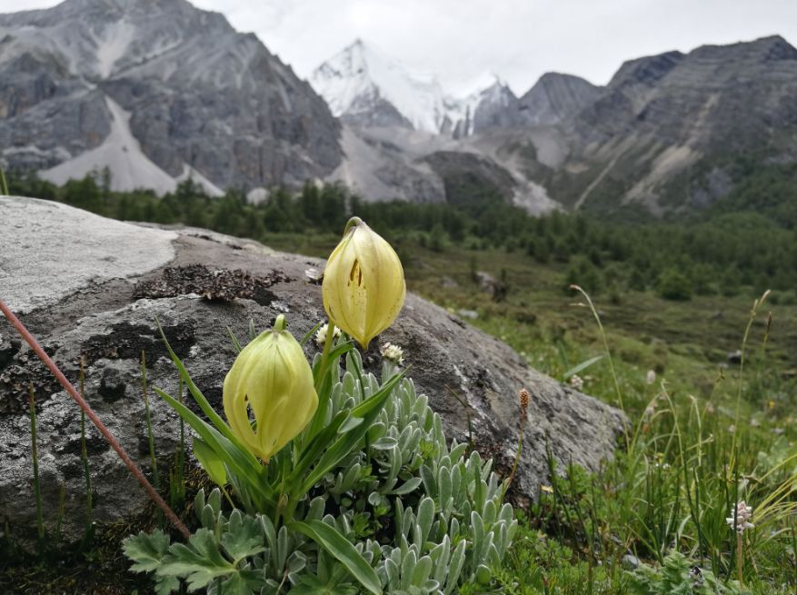 植物过冬用保温棉,冬季房屋防寒小妙招