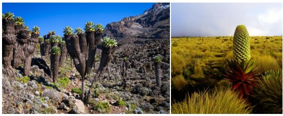 植物过冬用保温棉,冬季房屋防寒小妙招