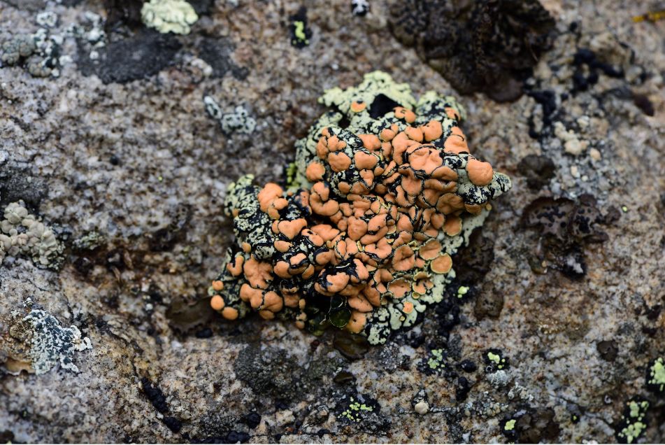 植物过冬用保温棉,冬季房屋防寒小妙招