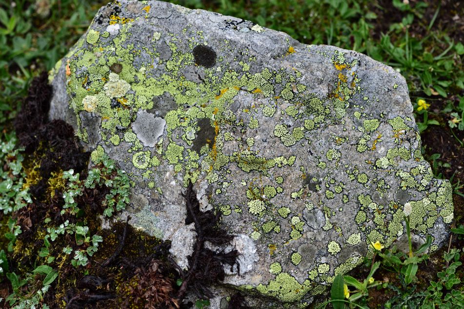 植物过冬用保温棉,冬季房屋防寒小妙招