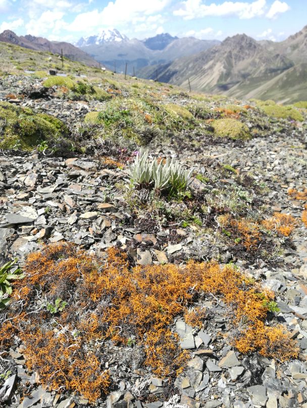 植物过冬用保温棉,冬季房屋防寒小妙招