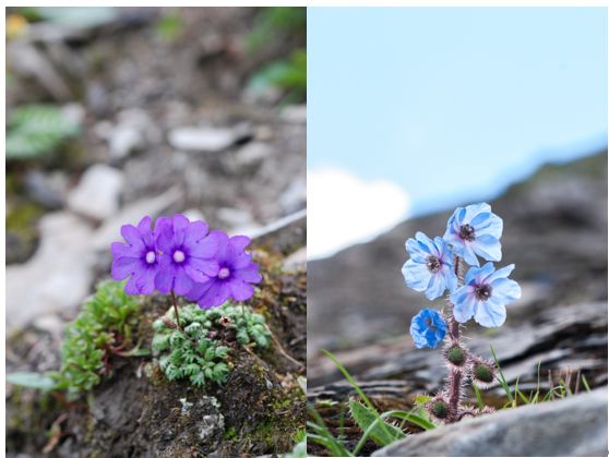 植物过冬用保温棉,冬季房屋防寒小妙招