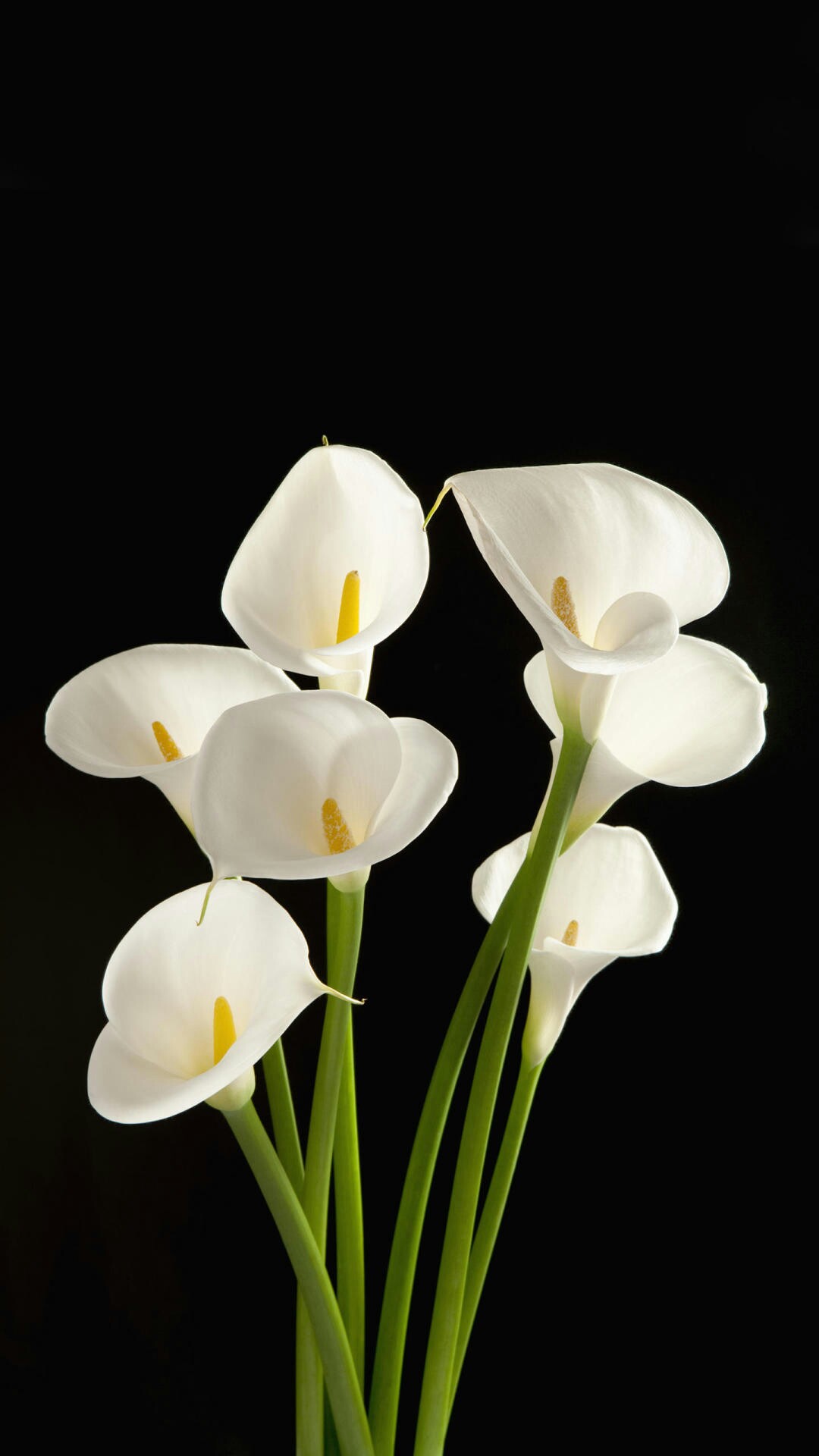 野钓运气爆棚,野钓钓到了1000斤大鱼