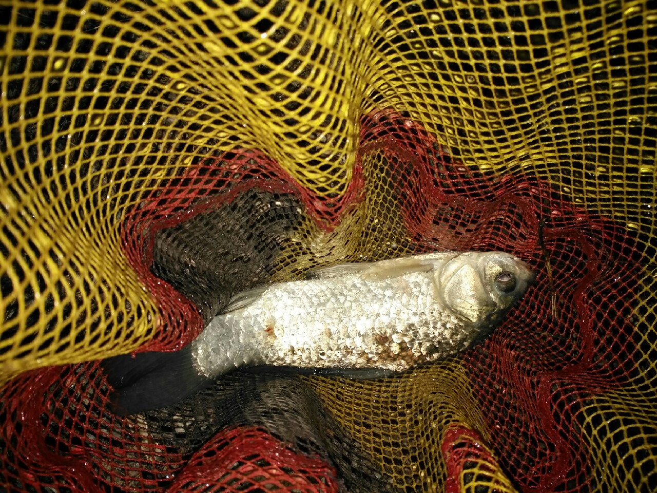 野钓运气爆棚,野钓钓到了1000斤大鱼