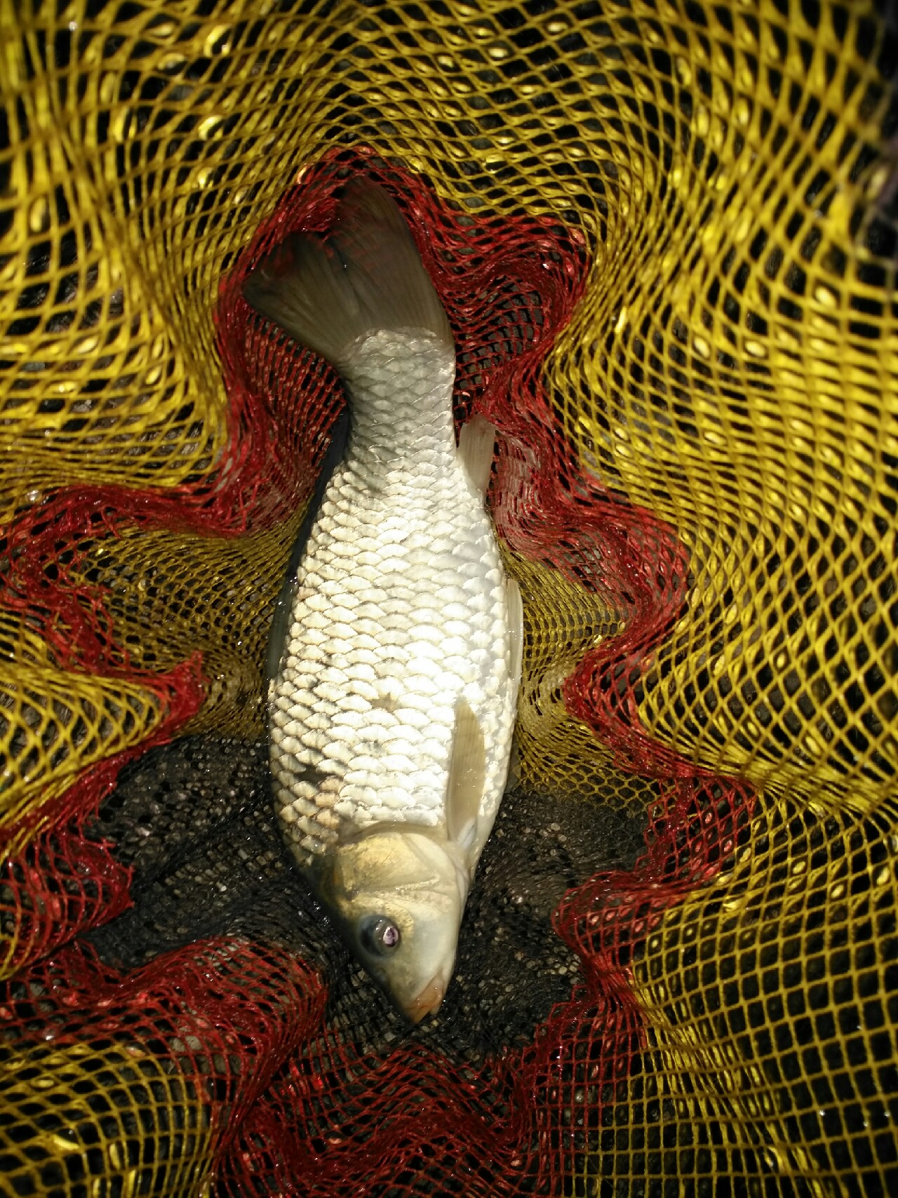 野钓运气爆棚,野钓钓到了1000斤大鱼