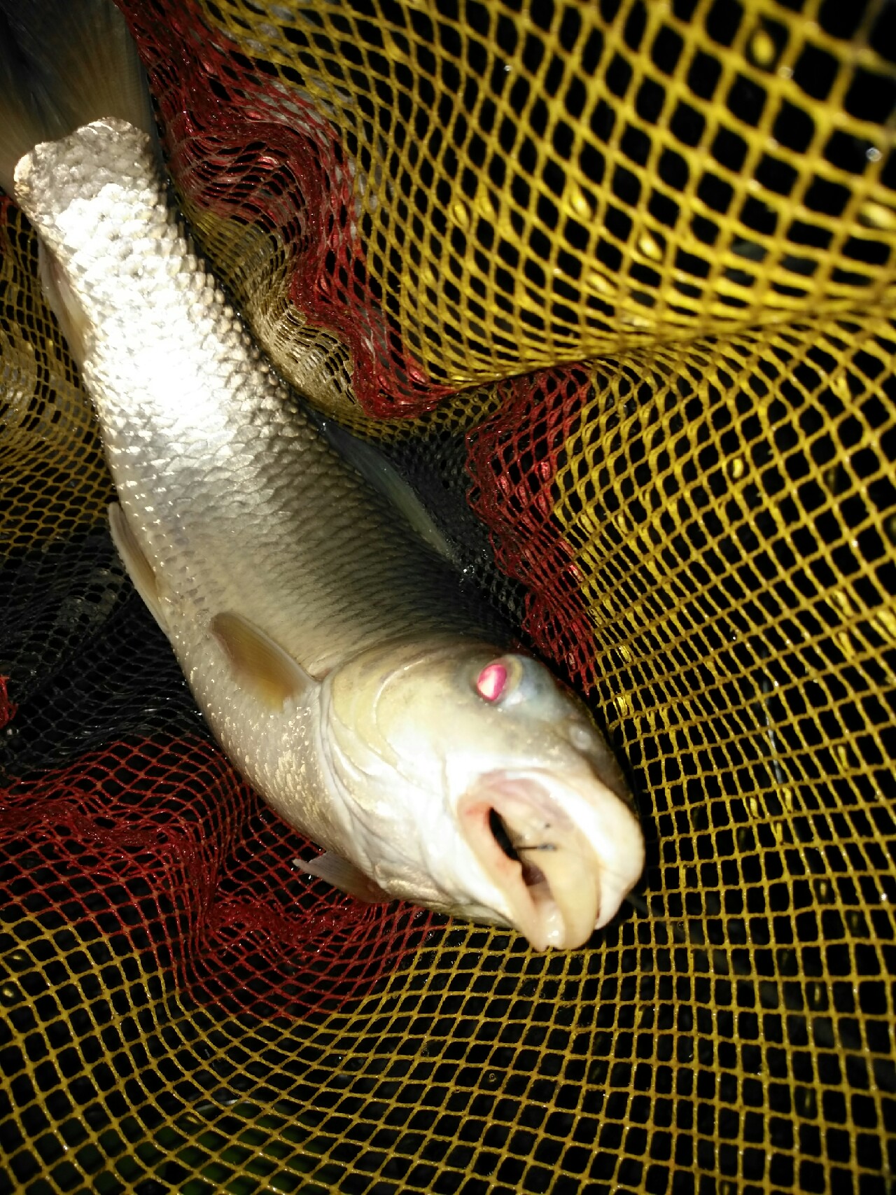 野钓运气爆棚,野钓钓到了1000斤大鱼