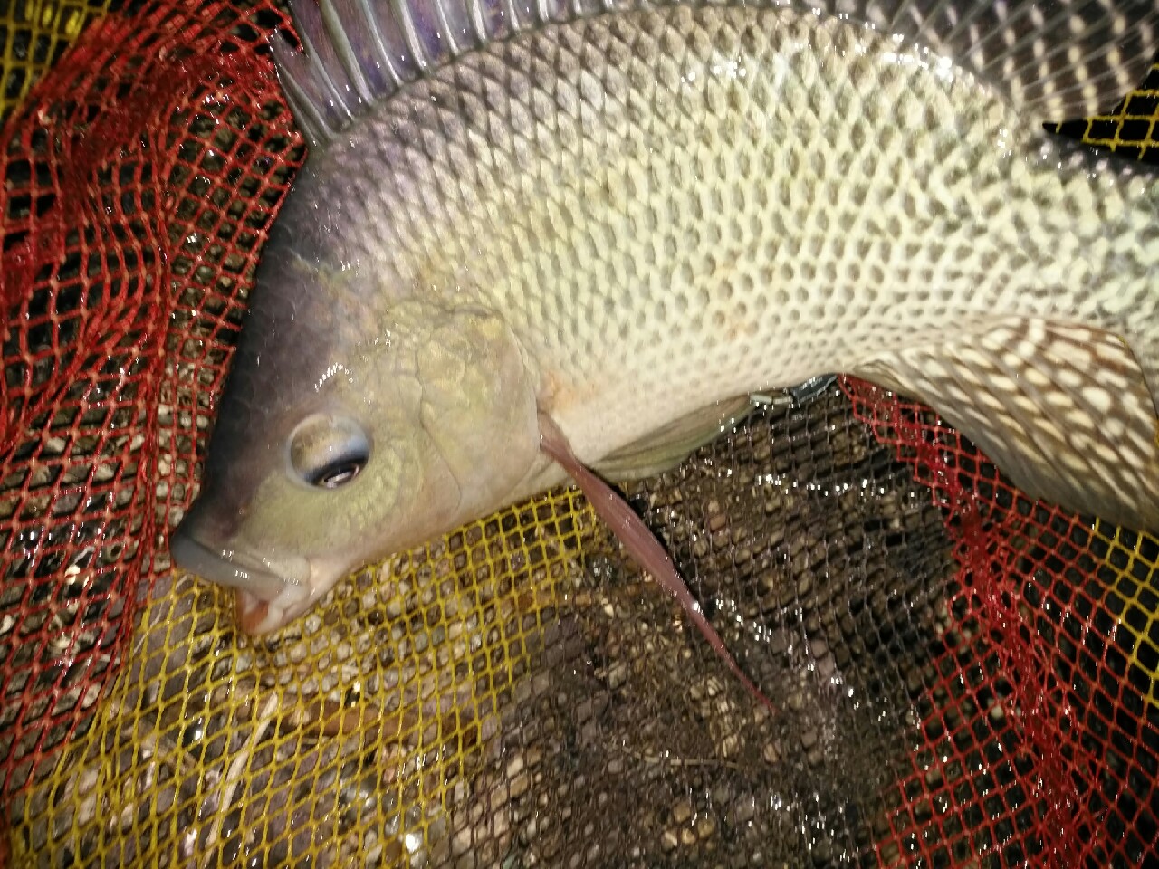 野钓运气爆棚,野钓钓到了1000斤大鱼