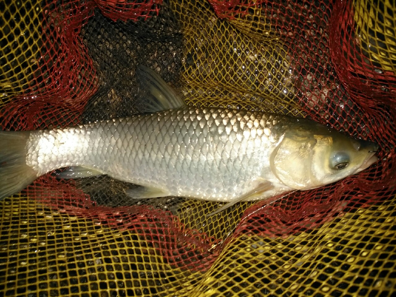 野钓运气爆棚,野钓钓到了1000斤大鱼