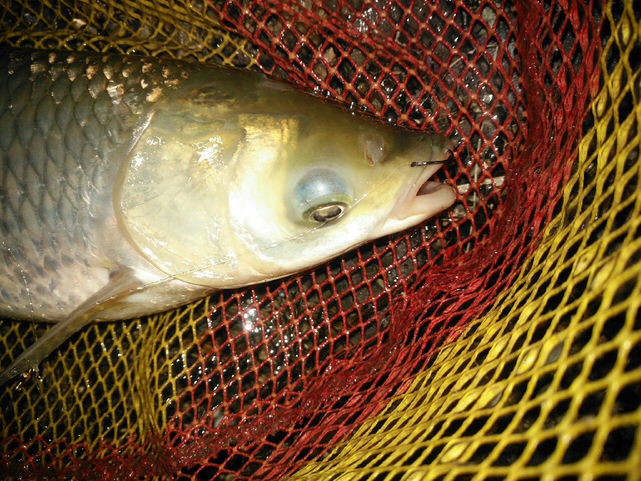 野钓运气爆棚,野钓钓到了1000斤大鱼