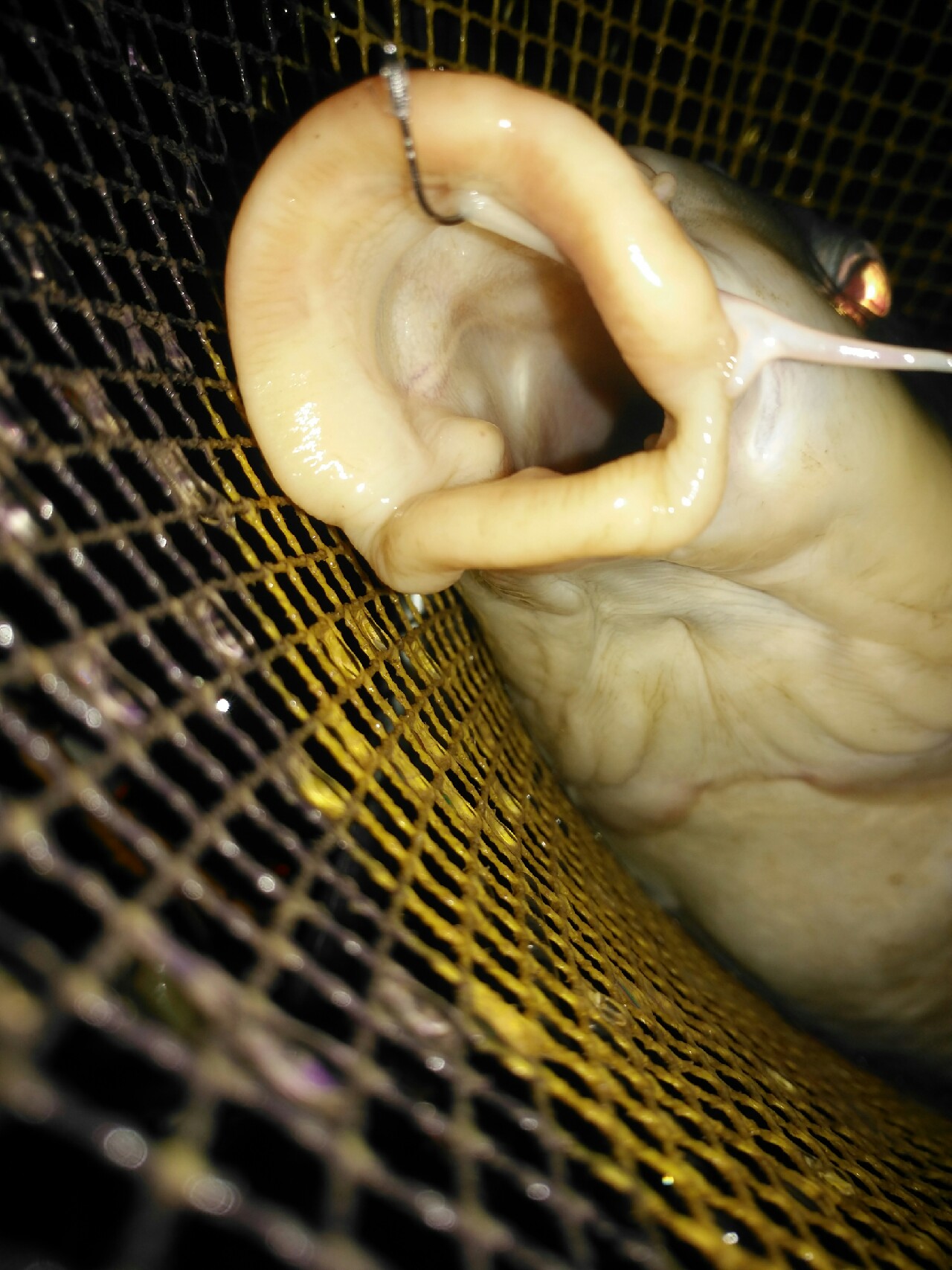 野钓运气爆棚,野钓钓到了1000斤大鱼