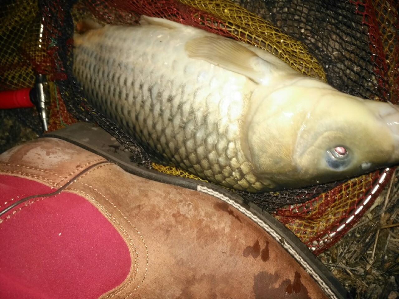 野钓运气爆棚,野钓钓到了1000斤大鱼