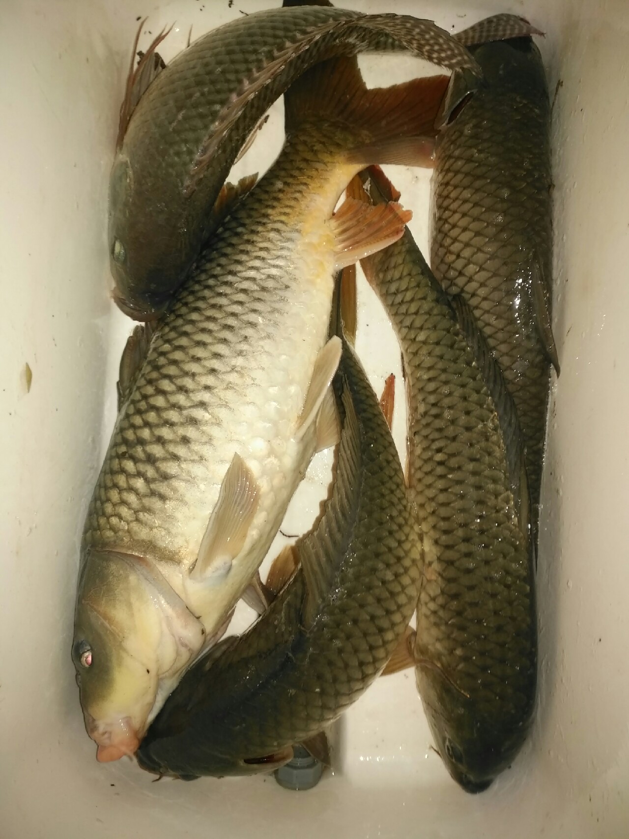 野钓运气爆棚,野钓钓到了1000斤大鱼