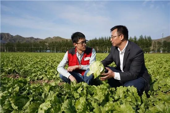 猪肉在春节前的价格是跌还是涨呢,深度解析猪肉涨价