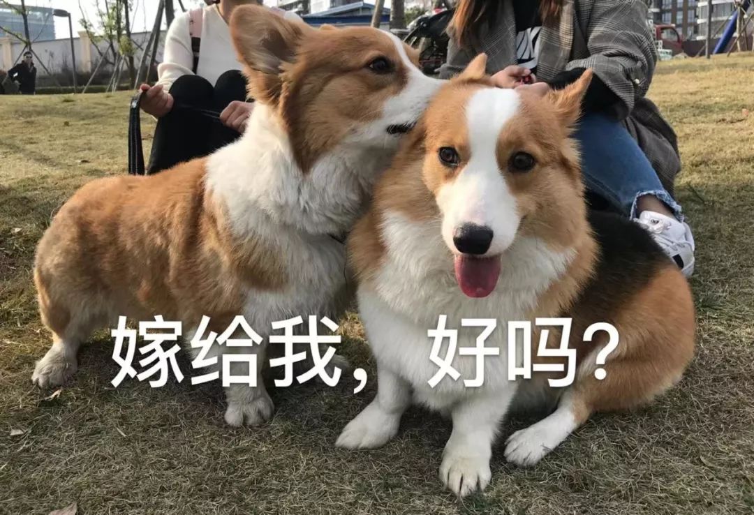 “千年一遇”对称日能不能扯结婚证？成都民政局温暖回应：安排！