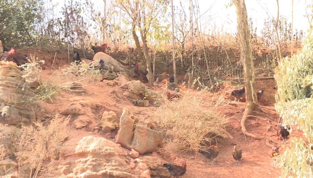 美食品尝特色菜,美食品味享受