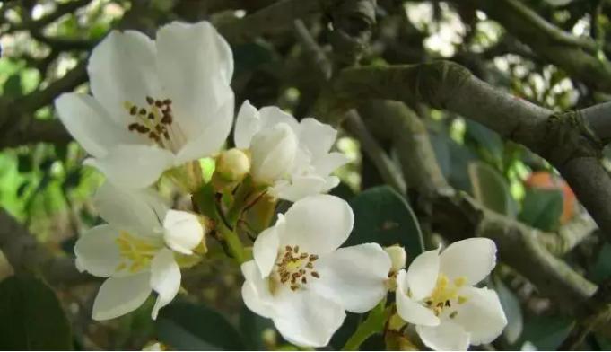 YA再添新成员，蜂蜜面膜更添莹润焕彩