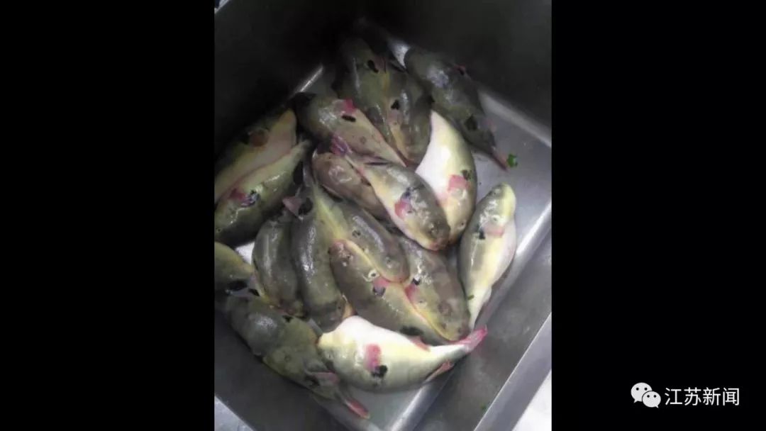 40多斤鱼被找到了,29斤未处理河豚不翼而飞