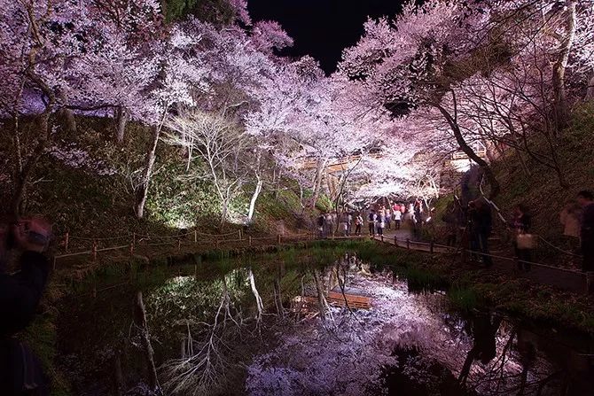 2020日本樱花花期,最新樱花观赏时间表