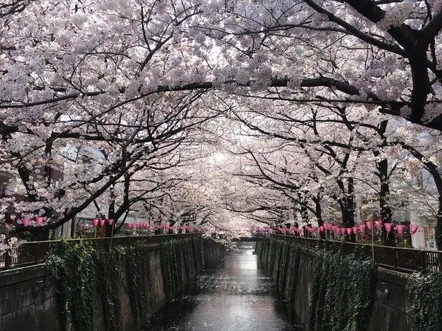 2020日本樱花花期,最新樱花观赏时间表