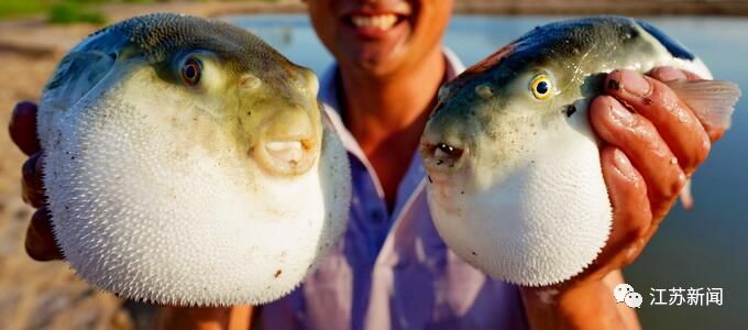 40多斤鱼被找到了,29斤未处理河豚不翼而飞