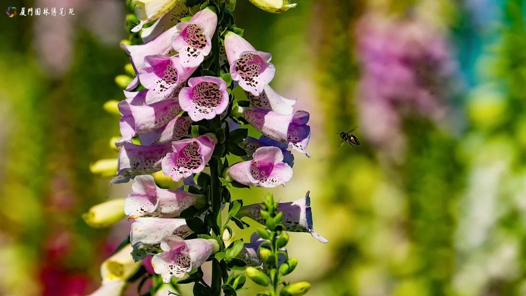 冬天也能赏到鲜花的芬芳,园博苑花海季节