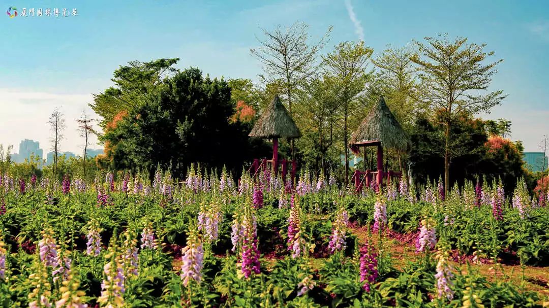 冬天也能赏到鲜花的芬芳,园博苑花海季节