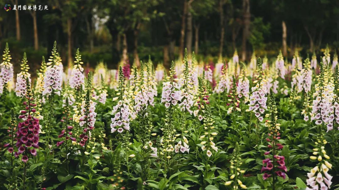冬天也能赏到鲜花的芬芳,园博苑花海季节