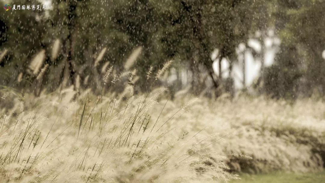 冬天也能赏到鲜花的芬芳,园博苑花海季节